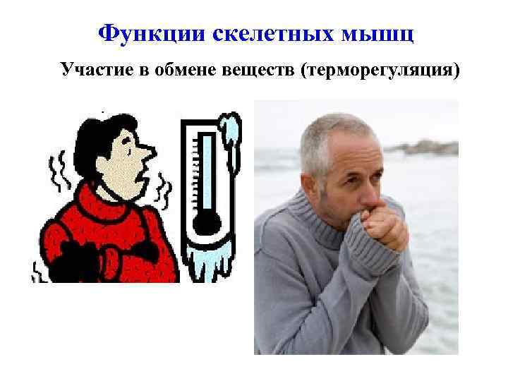 Функции скелетных мышц Участие в обмене веществ (терморегуляция) 