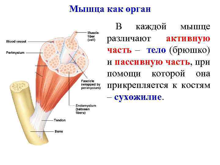 Мышца как орган В каждой мышце различают активную часть – тело (брюшко) и пассивную
