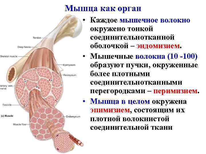 Эндосфера результаты фото