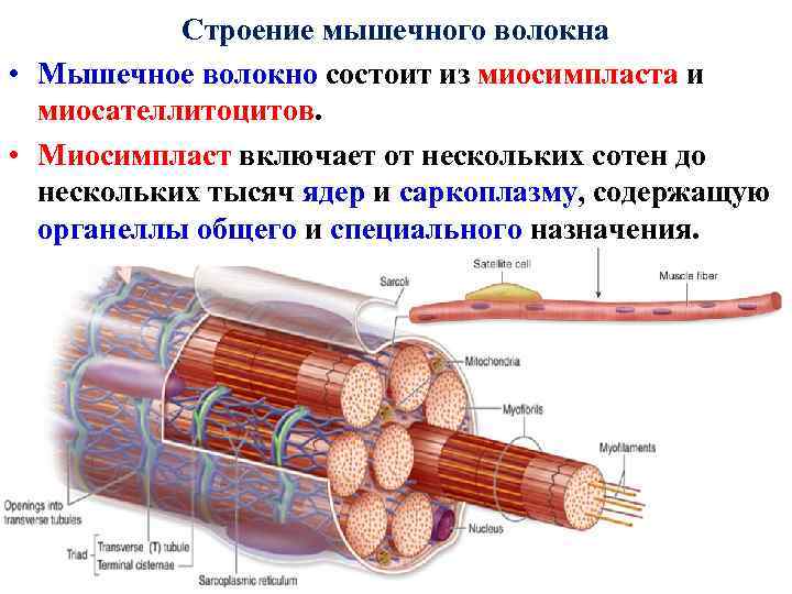 Схема саркомера миофибриллы мышечного волокна