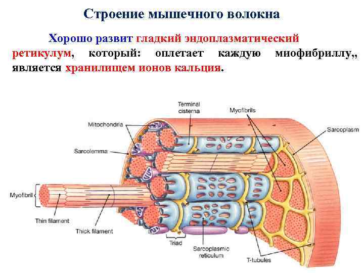 Схема мышечного волокна