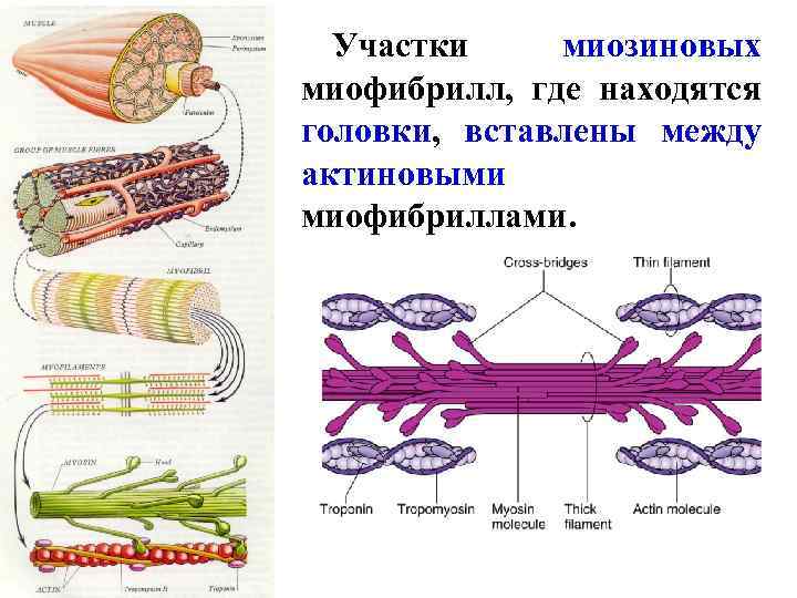 Участки миозиновых миофибрилл, где находятся головки, вставлены между актиновыми миофибриллами. 