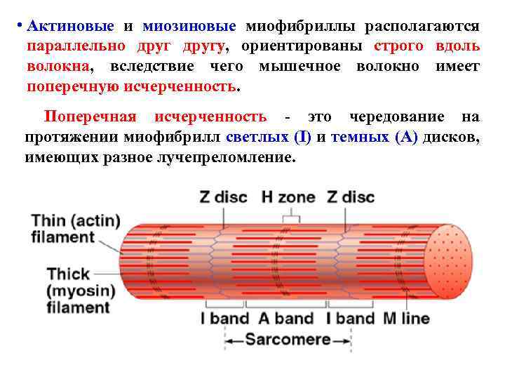  • Актиновые и миозиновые миофибриллы располагаются параллельно другу, ориентированы строго вдоль волокна, вследствие