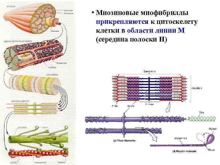 Каким номером на рисунке обозначена миофибрилла. Миозиновые миофибриллы. Актиновые и миозиновые филаменты. Строение миофибриллы. Белки миофибрилл.