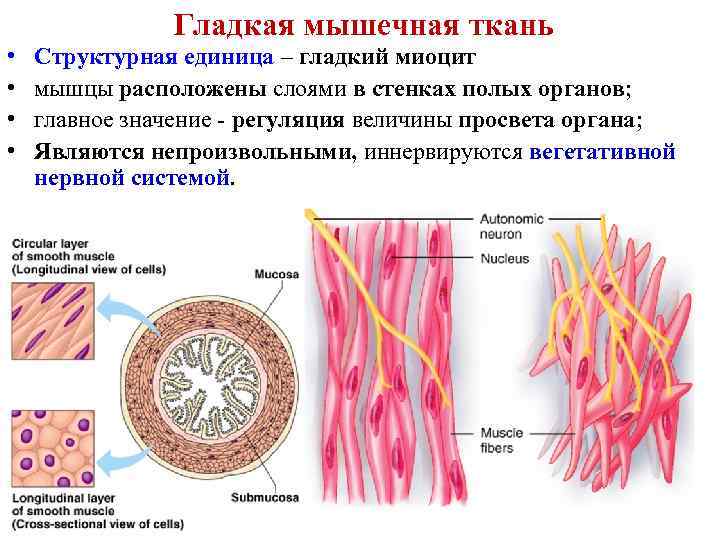 Моторная единица мышцы это