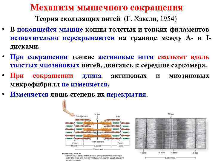 Теория сокращения