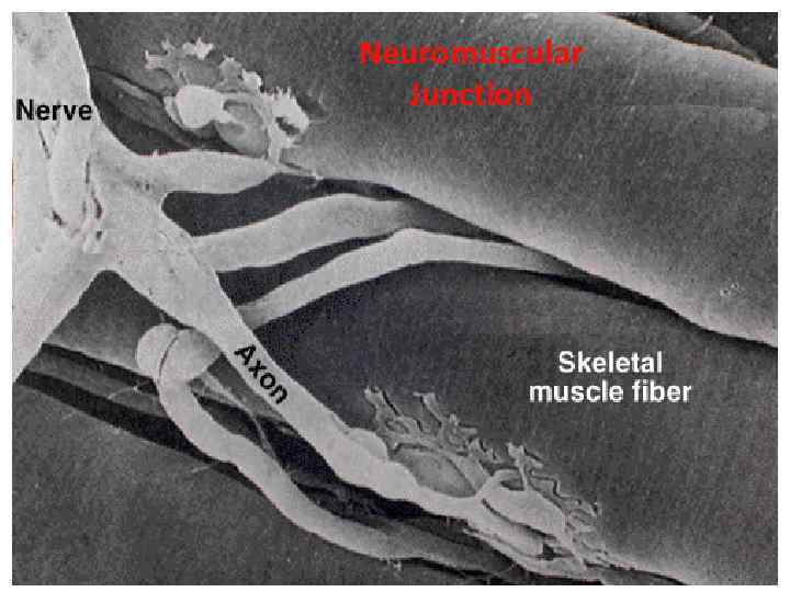 Neuromuscular Junction 