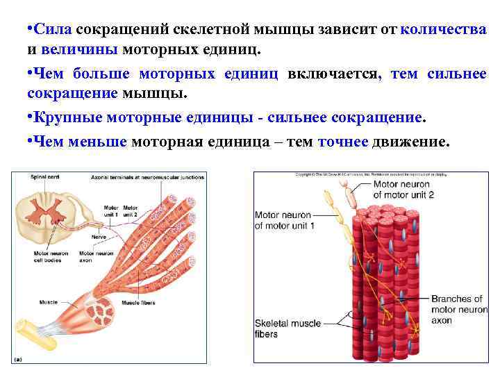  • Сила сокращений скелетной мышцы зависит от количества и величины моторных единиц. •