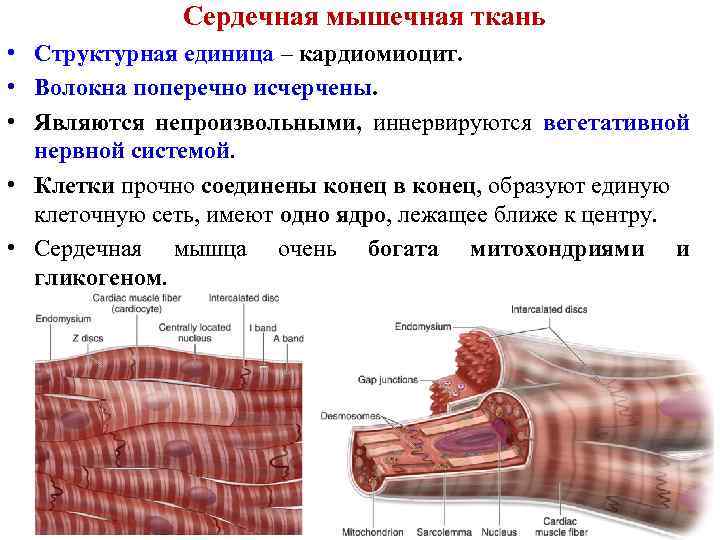 Сердечная мышечная ткань гистология рисунок