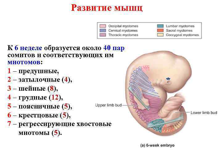 Развитие мышц К 6 неделе образуется около 40 пар сомитов и соответствующих им миотомов: