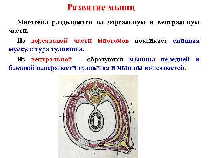 Развитие мышц Миотомы разделяются на дорсальную и вентральную части. Из дорсальной части миотомов возникает