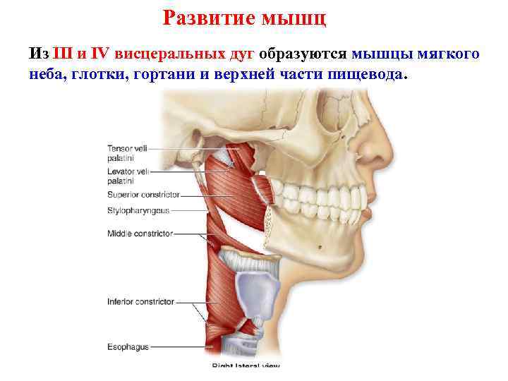 Развитие мышц Из III и IV висцеральных дуг образуются мышцы мягкого неба, глотки, гортани