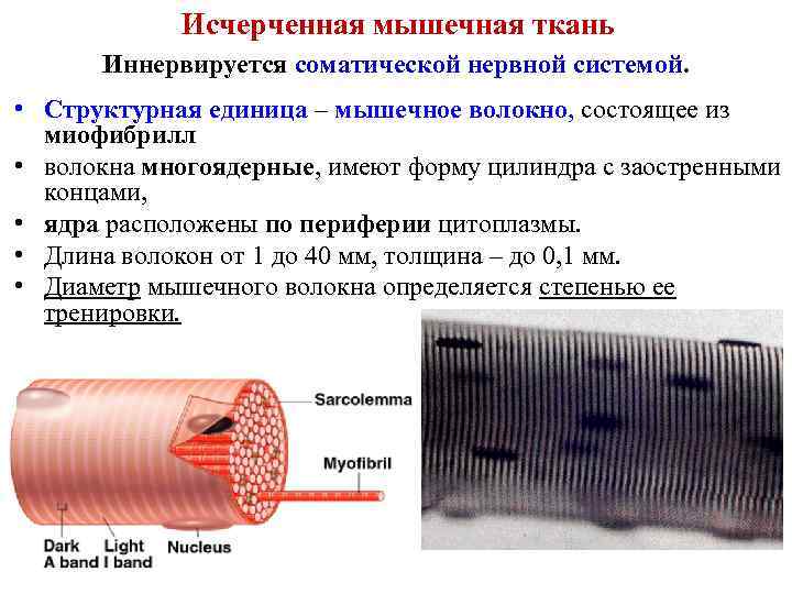 Исчерченная мышечная ткань Иннервируется соматической нервной системой. • Структурная единица – мышечное волокно, состоящее