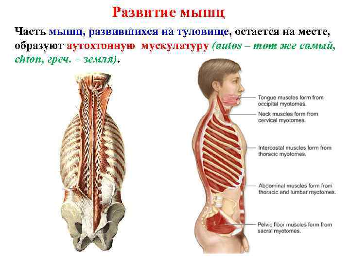 Развитие мышц Часть мышц, развившихся на туловище, остается на месте, образуют аутохтонную мускулатуру (autos