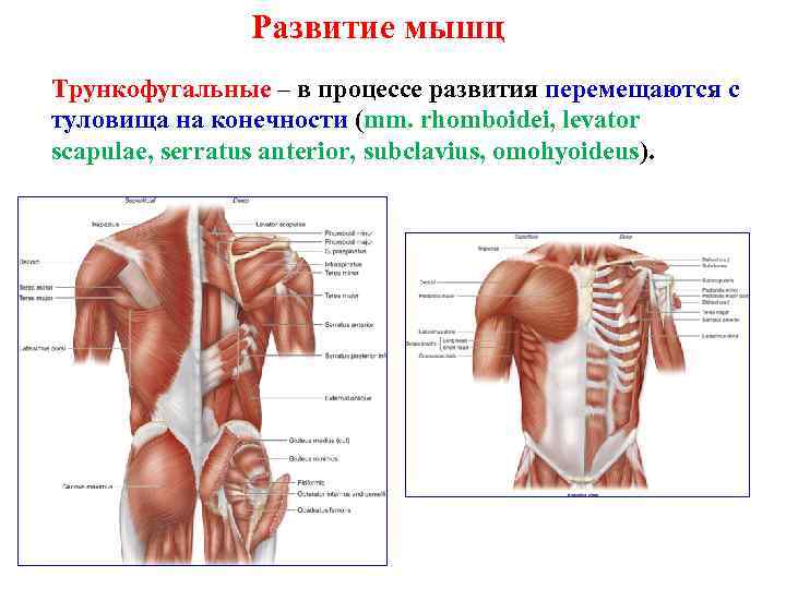 Миология в схемах и таблицах