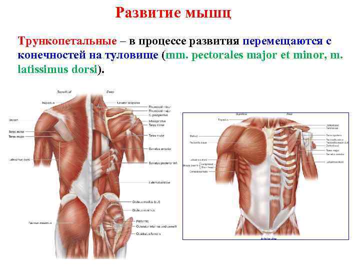 Развитые мышцы