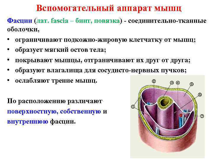 Вспомогательный аппарат мышц Фасции (лат. fascia – бинт, повязка) - соединительно-тканные оболочки, • ограничивают