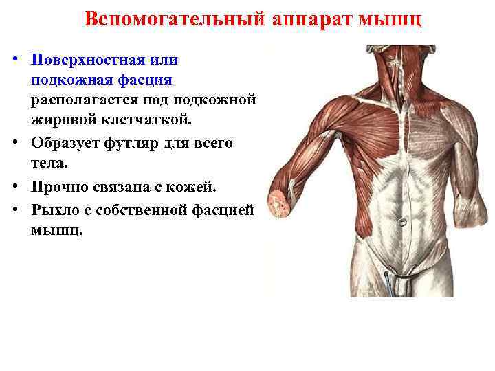 Вспомогательный аппарат мышц • Поверхностная или подкожная фасция располагается подкожной жировой клетчаткой. • Образует