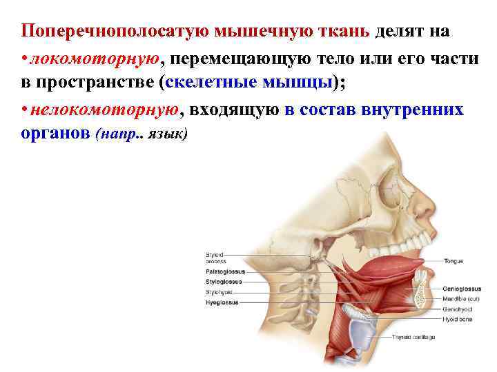 Поперечнополосатую мышечную ткань делят на • локомоторную, перемещающую тело или его части в пространстве