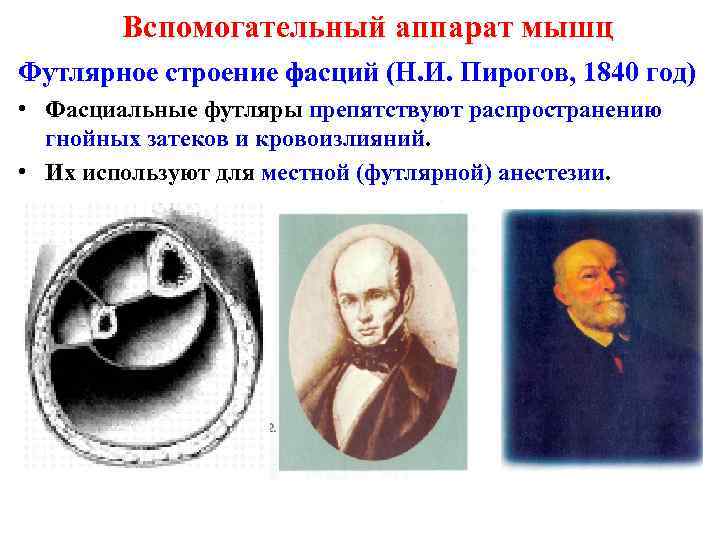 Вспомогательный аппарат мышц Футлярное строение фасций (Н. И. Пирогов, 1840 год) • Фасциальные футляры