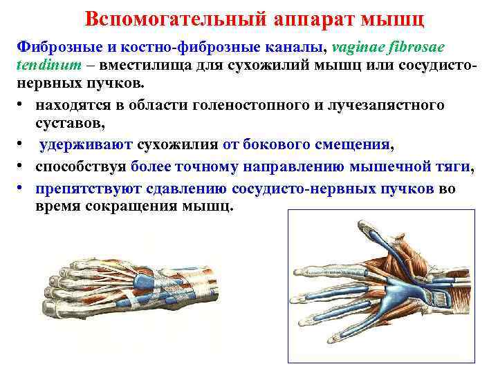 Вспомогательный аппарат мышц Фиброзные и костно-фиброзные каналы, vaginae fibrosae tendinum – вместилища для сухожилий