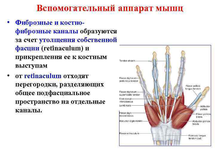 Вспомогательный аппарат мышц • Фиброзные и костнофиброзные каналы образуются за счет утолщения собственной фасции