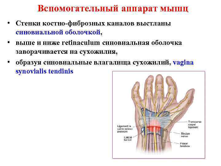 Вспомогательный аппарат мышц • Стенки костно-фиброзных каналов выстланы синовиальной оболочкой, • выше и ниже