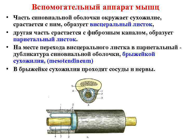 Вспомогательный аппарат мышц • Часть синовиальной оболочки окружает сухожилие, срастается с ним, образует висцеральный