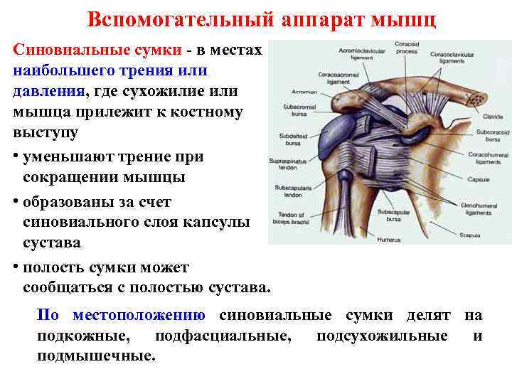 Вспомогательный аппарат мышц Синовиальные сумки - в местах наибольшего трения или давления, где сухожилие