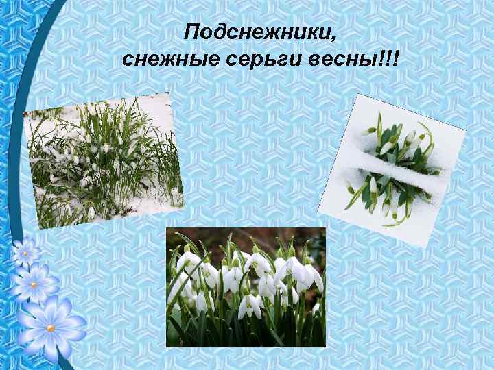 Подснежники, снежные серьги весны!!! 