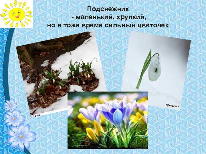 Подснежник - маленький, хрупкий, но в тоже время сильный цветочек 