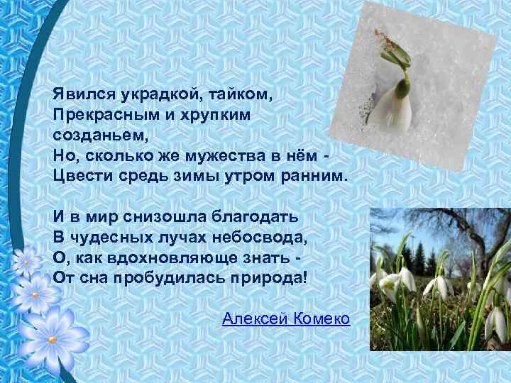 Явился украдкой, тайком, Прекрасным и хрупким созданьем, Но, сколько же мужества в нём Цвести