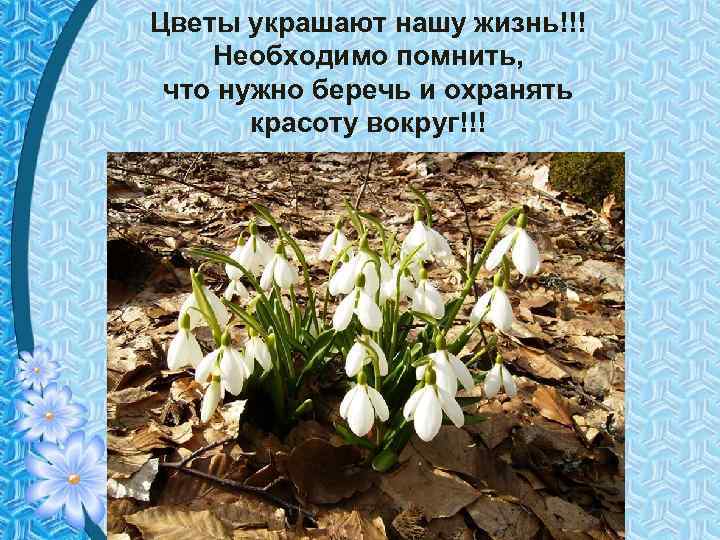 Цветы украшают нашу жизнь!!! Необходимо помнить, что нужно беречь и охранять красоту вокруг!!! 