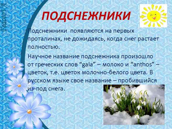 ПОДСНЕЖНИКИ Подснежники появляются на первых проталинах, не дожидаясь, когда снег растает полностью. Научное название