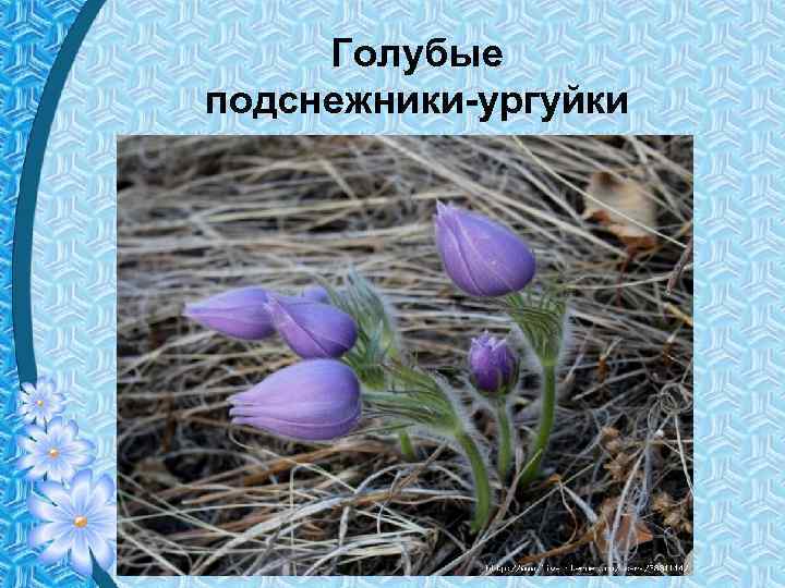 Голубые подснежники-ургуйки 