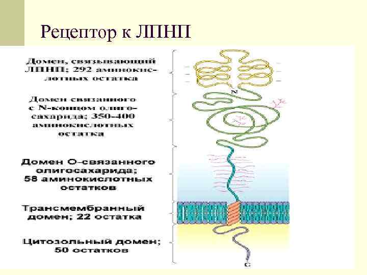 Рецептор к ЛПНП 