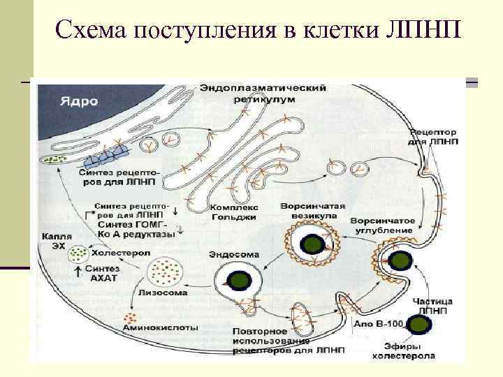 Схема поступления в клетки ЛПНП 