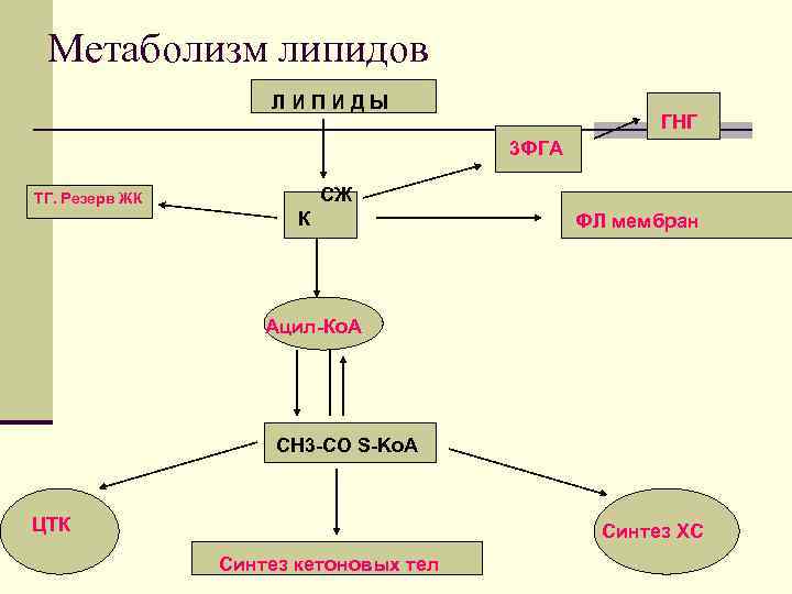 Метаболизм липидов ЛИПИДЫ ГНГ 3 ФГА СЖ ТГ. Резерв ЖК К ФЛ мембран Ацил-Ко.