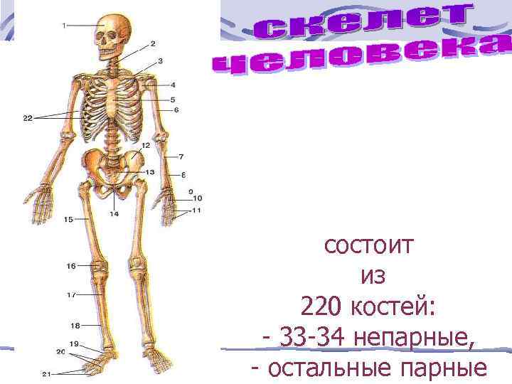 состоит из 220 костей: - 33 -34 непарные, - остальные парные 