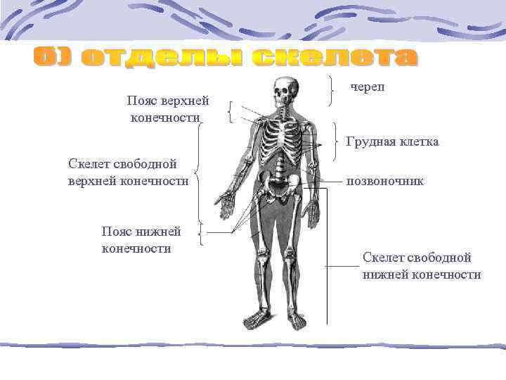 Пояс верхней конечности череп Грудная клетка Скелет свободной верхней конечности Пояс нижней конечности позвоночник