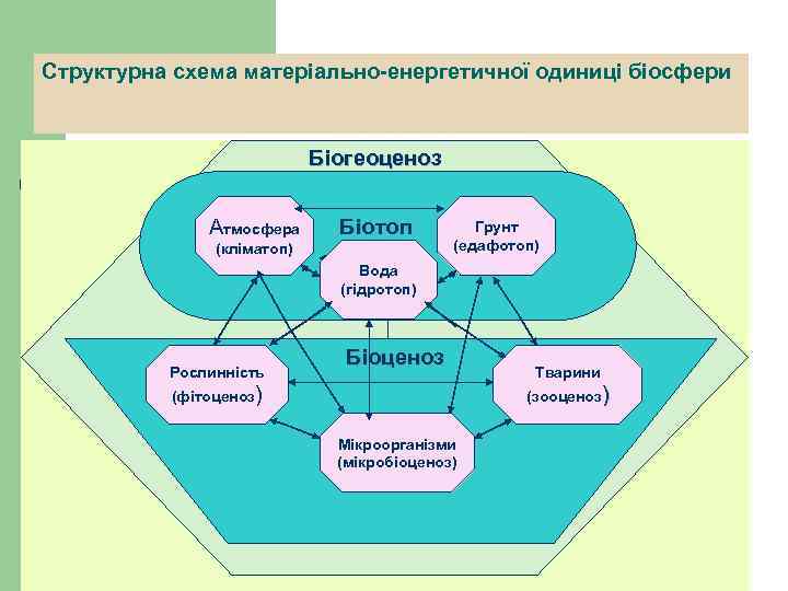 Структурна схема матеріально-енергетичної одиниці біосфери Біогеоценоз Атмосфера Біотоп (кліматоп) Грунт (едафотоп) Вода (гідротоп) Рослинність