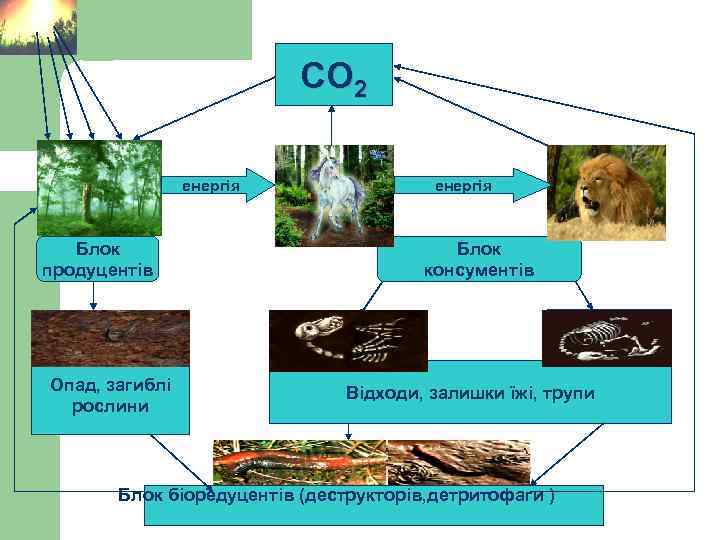 СО 2 енергія Блок продуцентів Опад, загиблі рослини енергія Блок консументів Відходи, залишки їжі,