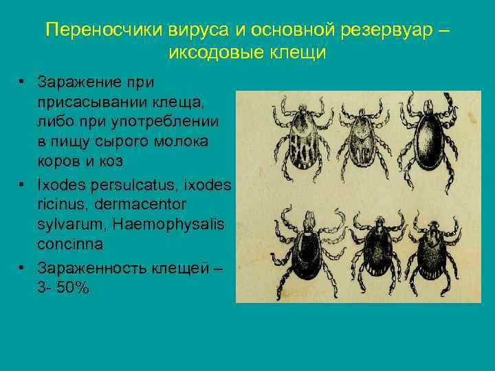 Переносчики вируса и основной резервуар – иксодовые клещи • Заражение присасывании клеща, либо при