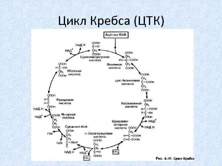 Цикл кребса биохимия схема