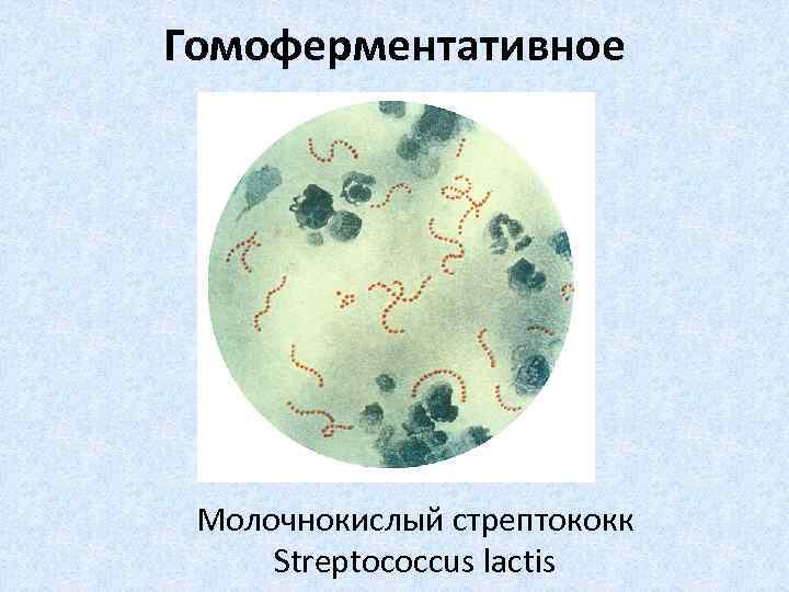 Гомоферментативное Молочнокислый стрептококк Streptococcus lactis 