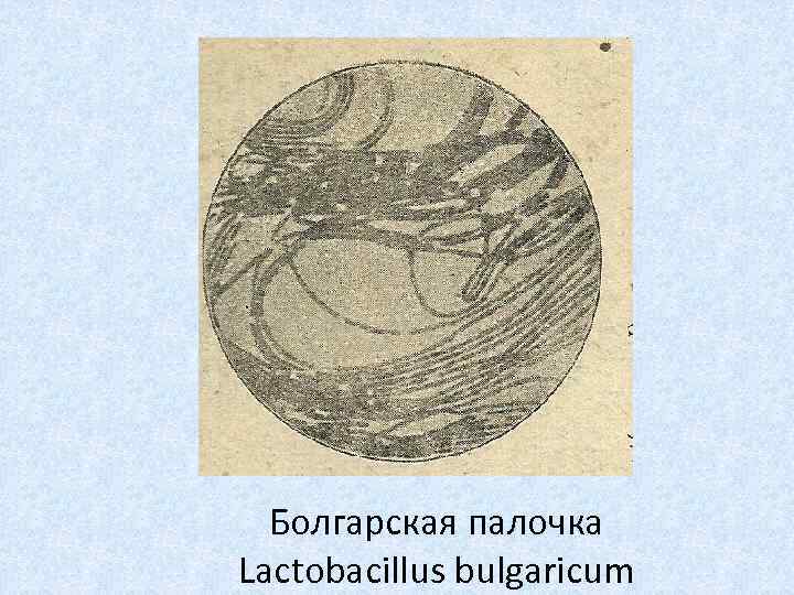 Болгарская палочка Lactobacillus bulgaricum 