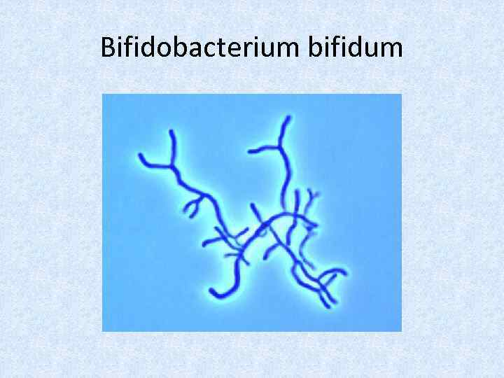 Bifidobacterium bifidum 