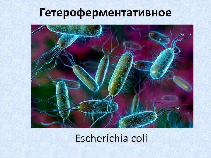 Гетероферментативное Escherichia coli 