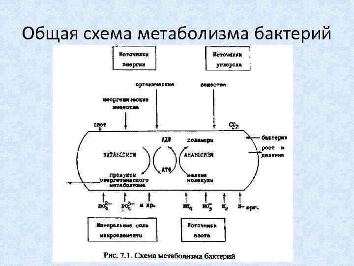 Общая схема метаболизма бактерий 