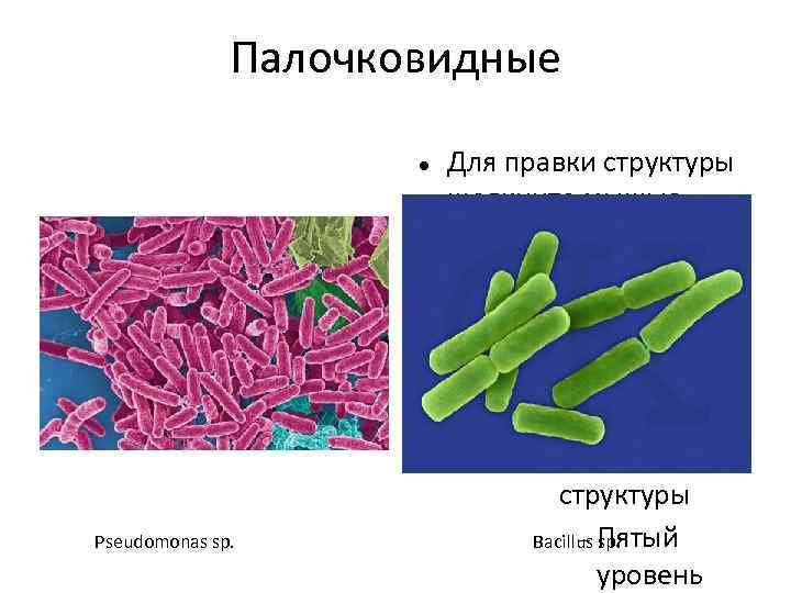 Палочковидные Для правки структуры щелкните мышью Второй уровень структуры Третий уровень структуры Четвёртый уровень